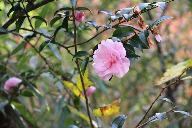 椿の花が秋の自然の中で咲いている様子を捉えた写真です。.