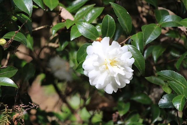 白い椿の花が緑の葉に囲まれて咲いている.