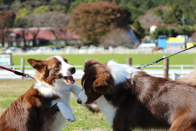 シープドッグがリードでつながれ、遊びながら交流している様子。.