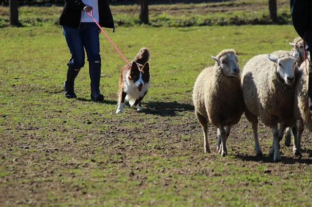 羊とシープドッグの散歩シーン.