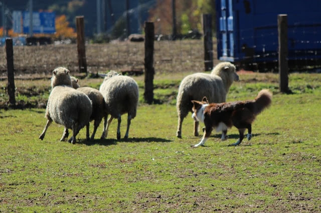 羊とシープドッグが牧草地で遊んでいる様子.