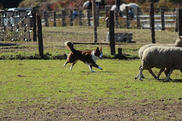 羊と遊ぶシープドッグの様子.