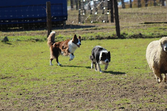 犬と羊の牧場での楽しいひととき.