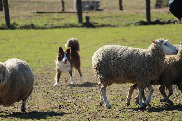 羊とシープドッグが牧場で遊んでいる様子.