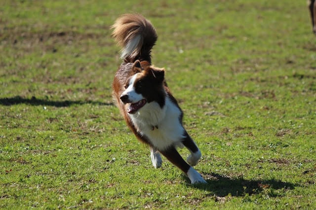 シープドッグが広い草原を楽しそうに走っています。.