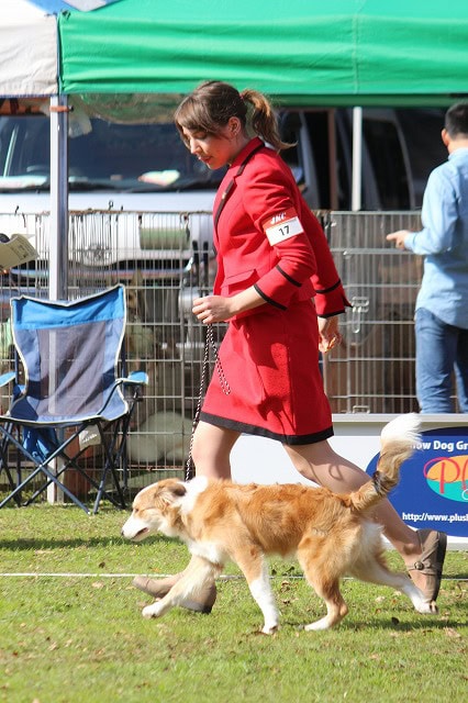 犬と女性が屋外のドッグショーで歩いているシーン.