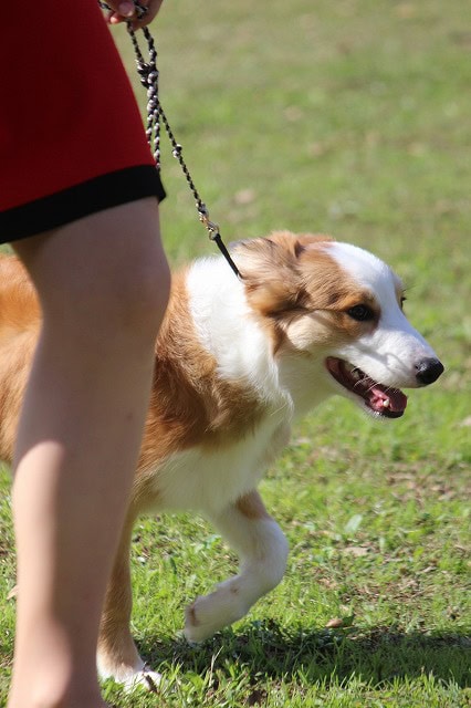 犬の散歩中の犬の横顔と飼い主の足.