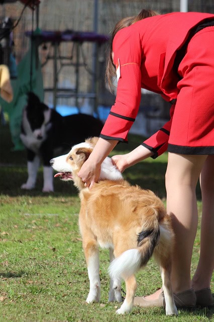 犬のトレーニングと展示の様子.