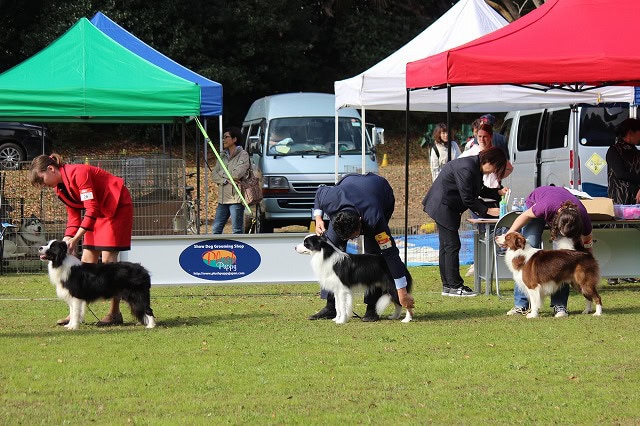 犬の審査中の様子と出場犬たち.