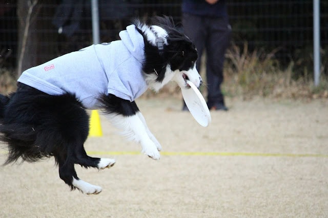 犬がフリスビーをキャッチして空中でジャンプしている様子.