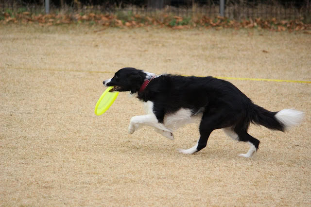 フリスビーを咥えて走るボーダーコリーの犬の写真.