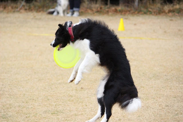 フリスビーを追いかけてジャンプするボーダーコリーの躍動感あふれる瞬間.