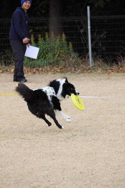 犬がフリスビーをキャッチしている瞬間.