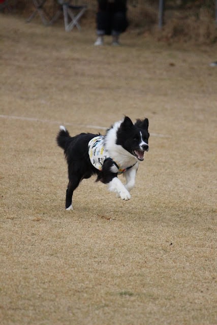 犬が走る競技の写真.