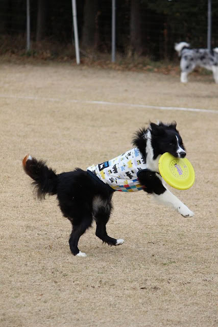 犬がフリスビーをキャッチしている様子.