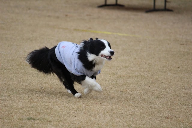 犬が速く走る姿と競技服を着た様子を捉えた写真.