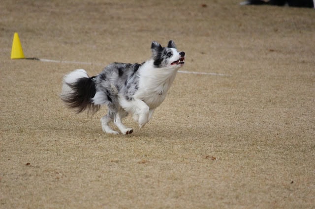 犬のスピードレース、競技会で走る姿を捉えた写真です。.