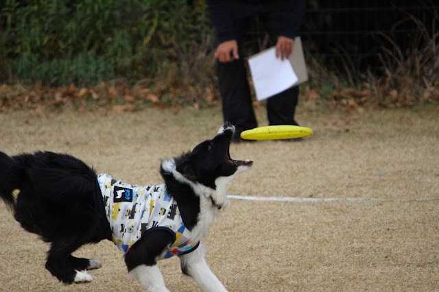 犬がフリスビーをキャッチしている瞬間.