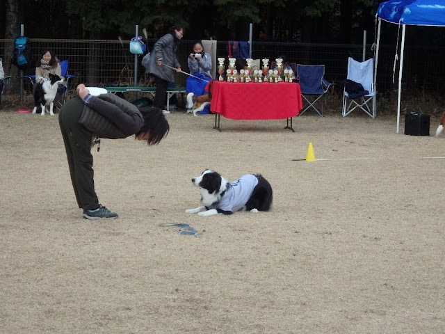 犬と飼い主の訓練競技の様子.