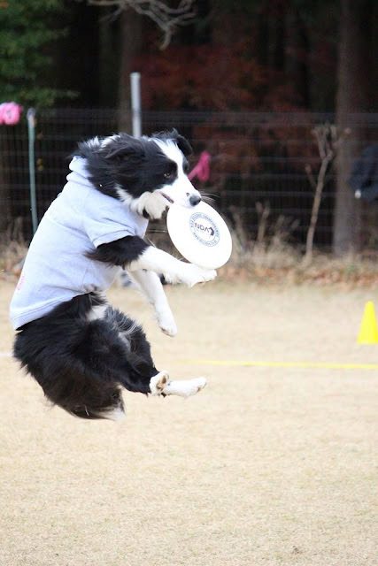 フリスビーをキャッチするボーダーコリーの犬の写真.
