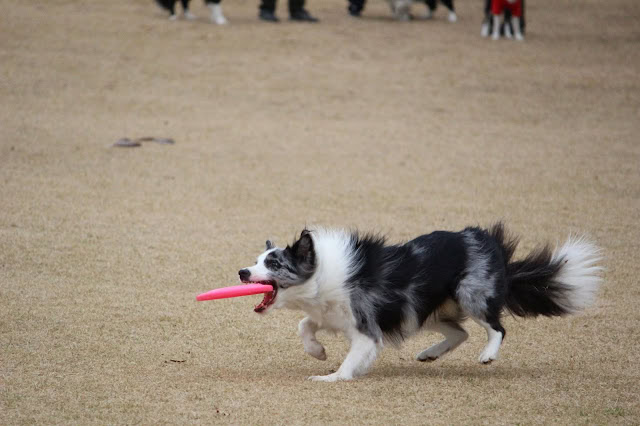 犬がピンクのボールを咥えて走る様子.