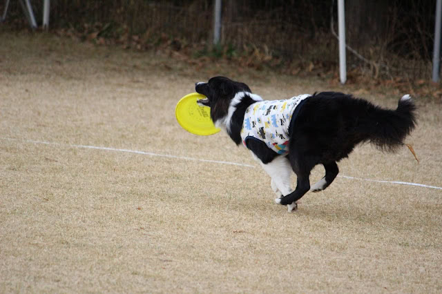 キャッチしている黒白の犬のアップ.