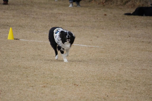 犬がエキスパートクラスのYUSHA杯で走る瞬間.