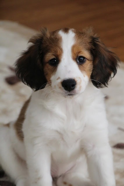 白と茶色の毛色の子犬が座っている写真.