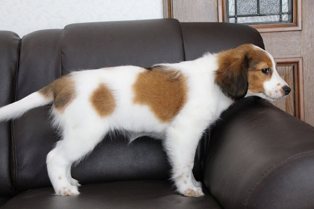 犬の子犬がソファの上に立ち、注意深く周囲を見ている様子.