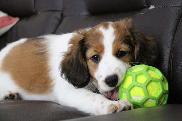 子犬がソファで遊ぶ様子。緑色のサッカーボールをくわえています。.