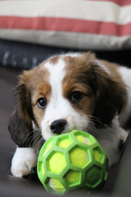 子犬が遊ぶための緑色の六角形のボール.