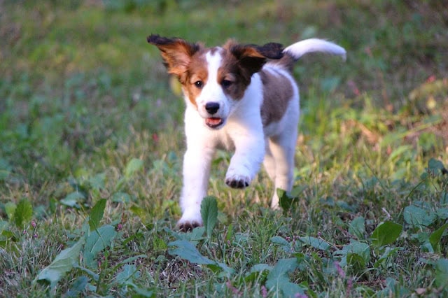 子犬が草原を走る姿を捉えた写真.