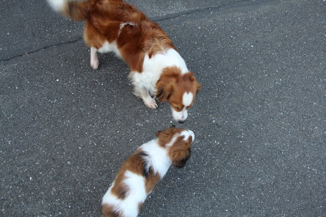 犬と子犬が地面でにらめっこしている様子。.