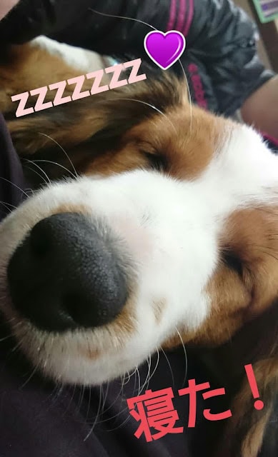 愛らしい犬がぐっすり眠っている様子を捉えた写真です。.