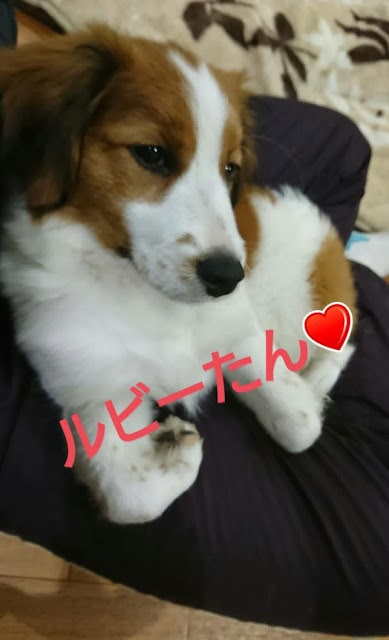 子犬がソファに座っている様子の画像.
