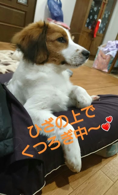 膝の上でリラックス中の犬の写真です。.