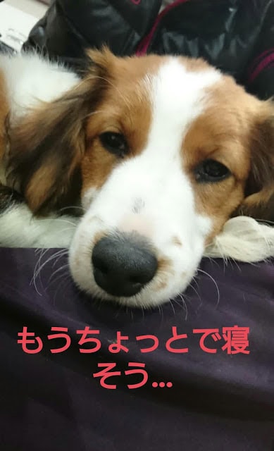 犬がリラックスして眠っている様子.