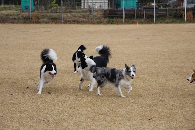 広いドッグランで遊ぶ犬たちの様子.
