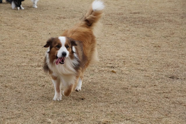 広いドッグランで走る元気な犬の写真.