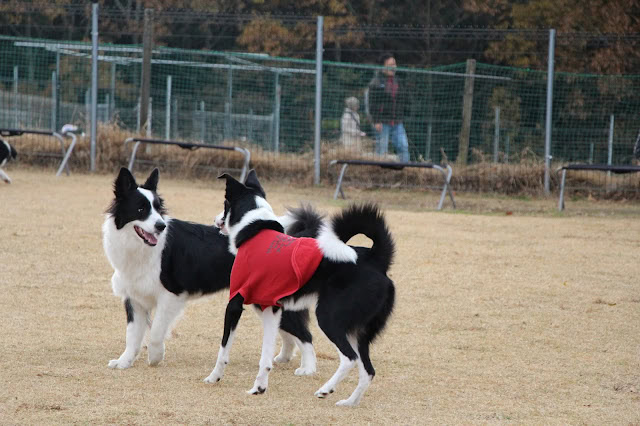 犬たちが広場で遊んでいる様子を捉えた写真です。.