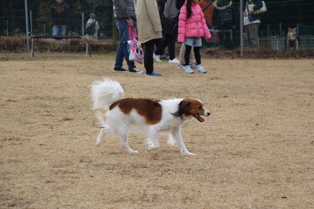 犬が広場で遊んでいる様子.