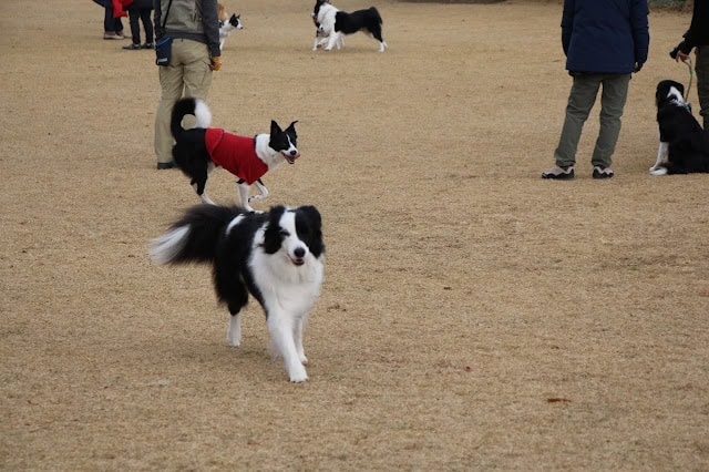犬たちが集まるオフ会の様子を撮影した写真です。.