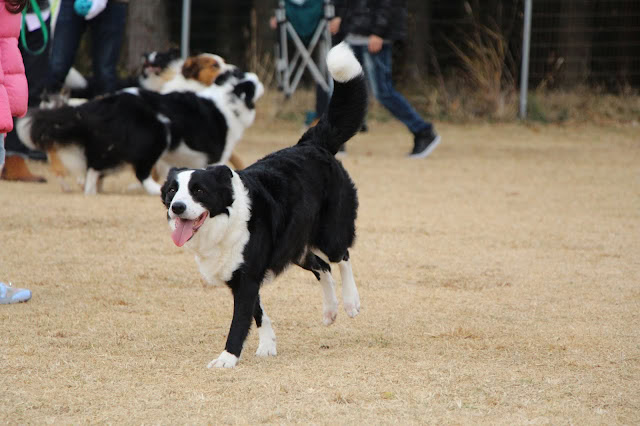 犬が楽しそうに走る様子.