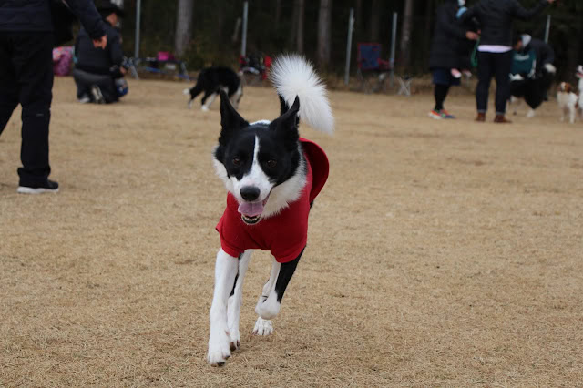 犬が赤い服を着て走る様子.