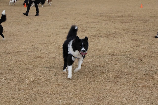 ALTタグ：ドッグスポーツイベントで走る黒白の犬の写真.