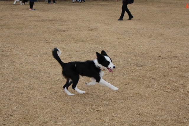 広場で走るボーダーコリー犬の写真、楽しそうに遊んでいます.