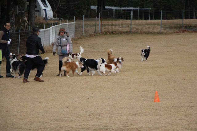 犬と飼い主が集まるアウトドアイベント.