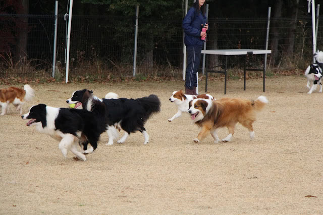 犬たちが広場で遊んでいる写真です。.