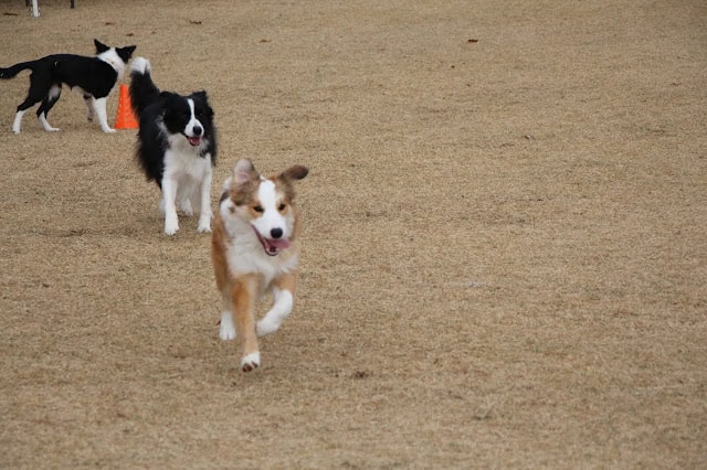 犬たちがドッグランで遊んでいる様子.
