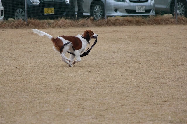 子犬がフィールドを走る瞬間を捉えた画像です。.